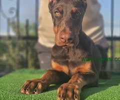 Doberman stenci