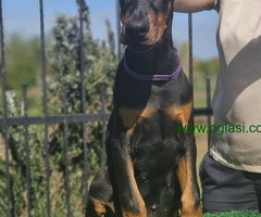 Doberman stenci