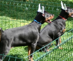 Na prodaju štenci dobermana šampionskog porekla