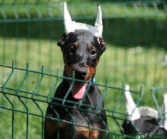 Na prodaju štenci dobermana šampionskog porekla