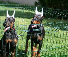 Na prodaju štenci dobermana šampionskog porekla