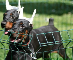 Na prodaju štenci dobermana šampionskog porekla