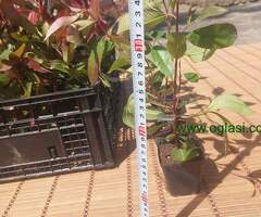 Fotinija - Red robin - Akcija - 6