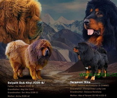 Tibetski Mastif štenci na prodaju!