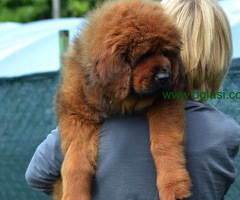 Tibetski Mastif štenci na prodaju! - 6