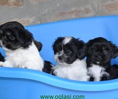 Štenci Ši-cu stari 2 meseca - 6