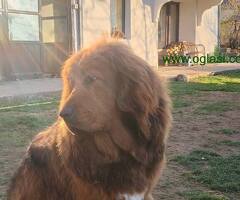 Prodajem dve ženke Tibetanskog mastifa stare 10 meseci - 6