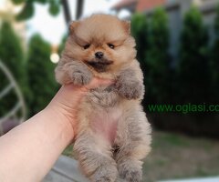 Pomeranac Top zenka
