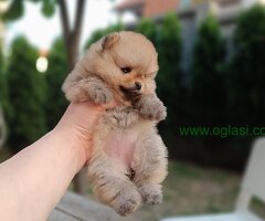 Pomeranac Top zenka