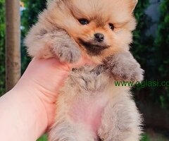 Pomeranac Top zenka