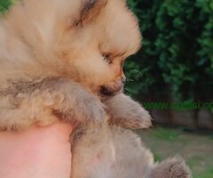 Pomeranac Top zenka
