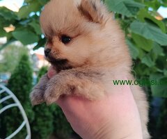 Pomeranac Top zenka