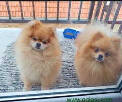 Pomeranac Top zenka - 6