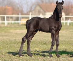 Frizijski konji na prodaju - 6