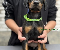 Prodaju se prelepi štenci dobermana, starosti 2 meseca