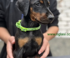 Prodaju se prelepi štenci dobermana, starosti 2 meseca