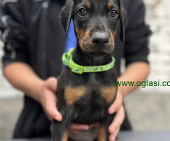 Prodaju se prelepi štenci dobermana, starosti 2 meseca