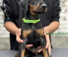 Prodaju se prelepi štenci dobermana, starosti 2 meseca