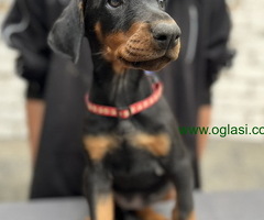 Prodaju se prelepi štenci dobermana, starosti 2 meseca
