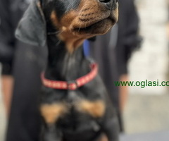 Prodaju se prelepi štenci dobermana, starosti 2 meseca - 6