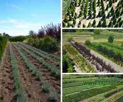 Prestiž Plant Nursery