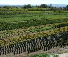 Prestiž Plant Nursery