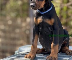 Prodaju se prelepi štenci dobermana, stari 3 meseca - 6