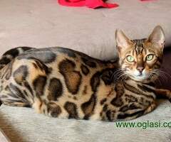 MMaestro_bengal macici
