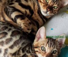 MMaestro_bengal macici