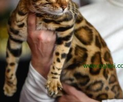 MMaestro_bengal macici