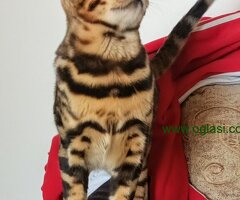 MMaestro_bengal macici