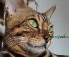 MMaestro_bengal macici - 6