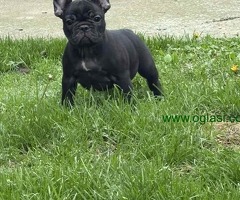 Dve ženke francuskog buldoga