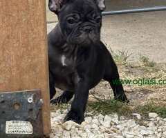 Dve ženke francuskog buldoga