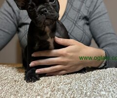 Dve ženke francuskog buldoga