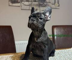 Dve ženke francuskog buldoga