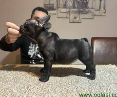 Dve ženke francuskog buldoga - 6