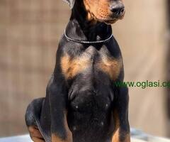 Prodaju se prelepi štenci dobermana, stari 3 meseca