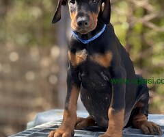 Prodaju se prelepi štenci dobermana, stari 3 meseca