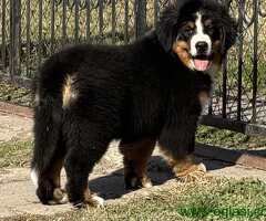 Na prodaju stenci bernskog planinskog psa, odlicnog kvaliteta