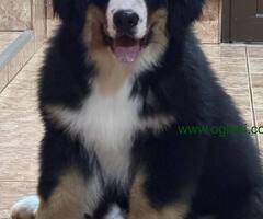 Na prodaju stenci bernskog planinskog psa, odlicnog kvaliteta