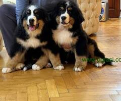 Na prodaju stenci bernskog planinskog psa, odlicnog kvaliteta