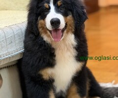 Na prodaju stenci bernskog planinskog psa, odlicnog kvaliteta