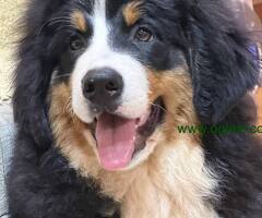 Na prodaju stenci bernskog planinskog psa, odlicnog kvaliteta