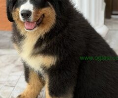 Na prodaju stenci bernskog planinskog psa, odlicnog kvaliteta - 6