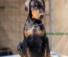 Prodaju se prelepi štenci dobermana, stari 3 meseca