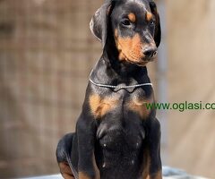 Prodaju se prelepi štenci dobermana, stari 3 meseca