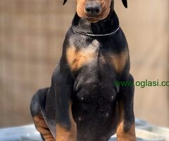 Prodaju se prelepi štenci dobermana, stari 3 meseca