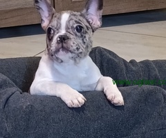 Stenad francuskog buldoga dva merle muzjaka 3.5 meseca