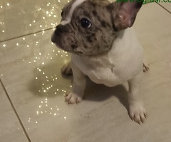 Stenad francuskog buldoga dva merle muzjaka 3.5 meseca